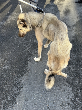 Illustration de l'article : Un signalement au 3677 met fin au calvaire d'une chienne Kangal atteinte de maigreur extrême et de ses 10 chiots 