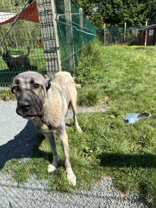 Illustration de l'article : Un signalement au 3677 met fin au calvaire d'une chienne Kangal atteinte de maigreur extrême et de ses 10 chiots 