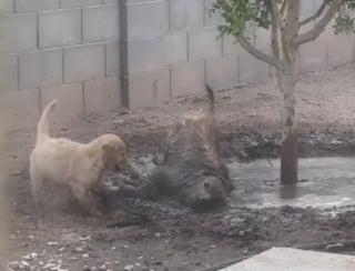 Illustration de l'article : Quand un Golden Retriever adulte apprend à son jeune congénère l'art de patauger dans la boue (vidéo)