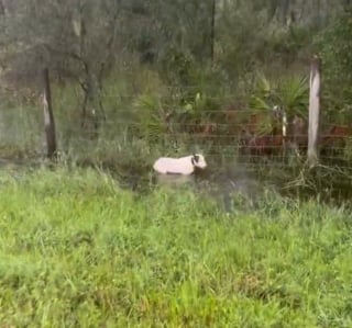 Illustration de l'article : Un chien attaché à une clôture sous la menace d'un ouragan et avec de l'eau jusqu'à la poitrine est repéré à temps par des policiers (vidéo)  