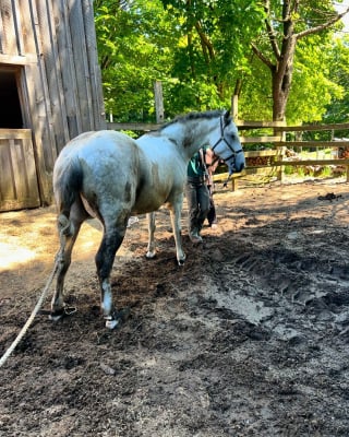 Illustration de l'article : Des secouristes passent 4 heures à tenter de sauver un cheval de 8 ans coincé dans un plancher 