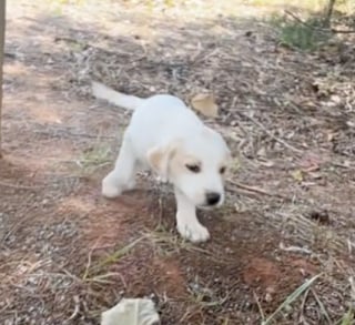 Illustration de l'article : Un adorable chiot perdu en pleine nature saisit sa chance en demandant de l’aide à une jeune femme qui nourrissait son cheval (vidéo)