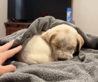 Illustration de l'article : Un adorable chiot perdu en pleine nature saisit sa chance en demandant de l’aide à une jeune femme qui nourrissait son cheval (vidéo)