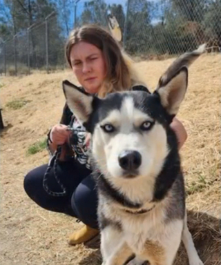 Illustration de l'article : Un accident de la route impliquant un camion plein de Huskies mène au sauvetage de dizaines d'autres maltraités dans la propriété du conducteur