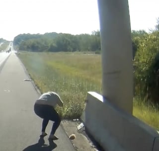 Illustration de l'article : Un chaton découvert sur le bord de la route devient le compagnon de voyage inattendu d'une meute de chiens partant vers un nouveau départ