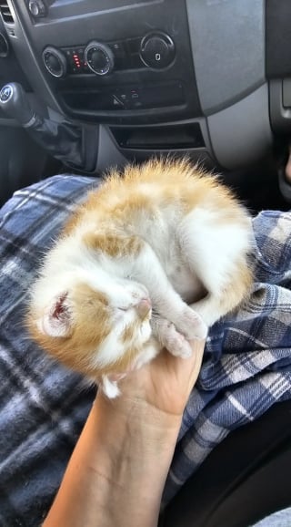 Illustration de l'article : Un chaton découvert sur le bord de la route devient le compagnon de voyage inattendu d'une meute de chiens partant vers un nouveau départ