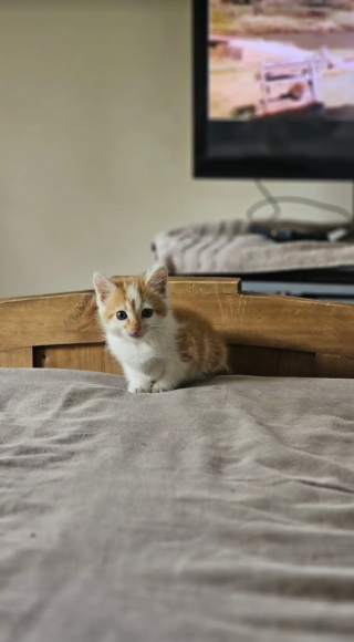 Illustration de l'article : Un chaton découvert sur le bord de la route devient le compagnon de voyage inattendu d'une meute de chiens partant vers un nouveau départ