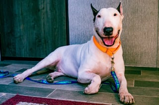 Illustration de l'article : Des nouvelles du Bull Terrier secouru par la police après avoir été découvert attaché à une clôture sous la menace d'un ouragan