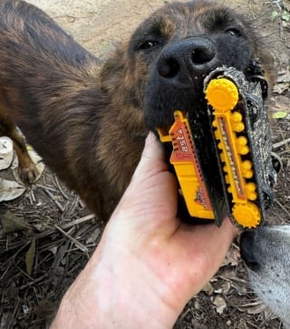 Illustration de l'article : Cette adorable chienne errante court chercher un cadeau à son bienfaiteur dès qu'elle le voit arriver (vidéo)