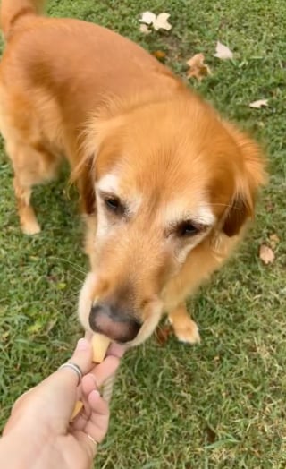 Illustration de l'article : Il installe un distributeur de friandises gratuites pour faire plaisir aux chiens du quartier qui égaient ses journées