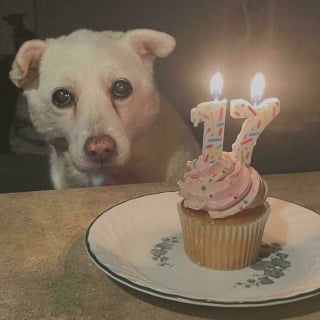 Illustration de l'article : 18 photos de chats et de chiens qui vous donneront envie de vivre avec eux