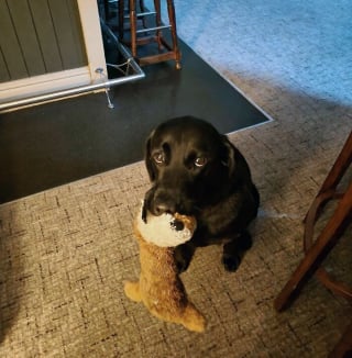 Illustration de l'article : 18 photos de chats et de chiens qui vous donneront envie de vivre avec eux