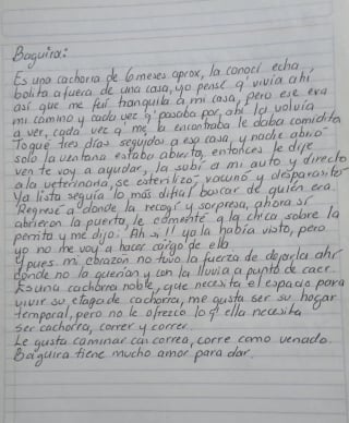 Illustration de l'article : La lettre d'appel à l'aide poignante au sujet d'une chienne errante dont personne ne voulait parvient à une bénévole déterminée à lui offrir la vie heureuse qu'elle mérite