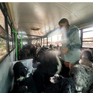 Illustration de l'article : Le regard plein de gratitude de l'un des 104 chiens sauvés d'un ouragan en quelques jours