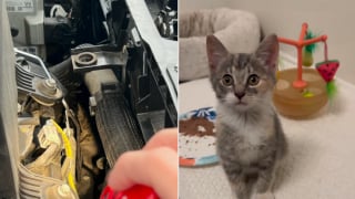 Illustration de l'article : Milo le chat le plus exigeant et le plus hautain d'Instagram se laisse attendrir par un chaton découvert sous le capot d'une voiture (vidéo)