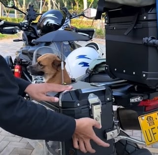 Illustration de l'article : Soucieux de voyager avec son chien, un homme confectionne une installation sur-mesure pour l’emmener partout (vidéo)