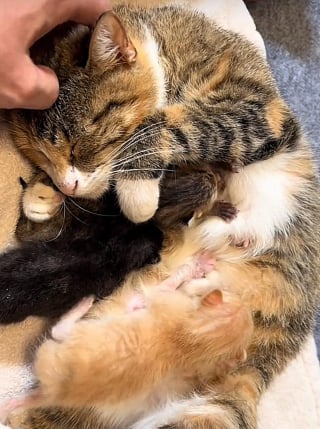 Illustration de l'article : Juste avant l'arrivée d'un ouragan, une chatte conduit une femme vers ses 7 chatons dans l'espoir de les sauver