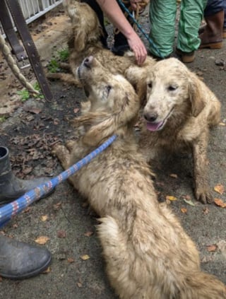 Illustration de l'article : Action Protection Animale et des associations partenaires volent au secours de 72 chiens squelettiques dans un élevage clandestin insalubre