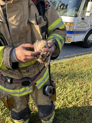 Illustration de l'article : Secouru lors d’un incendie, un chaton errant est adopté par l’un de ses sauveurs