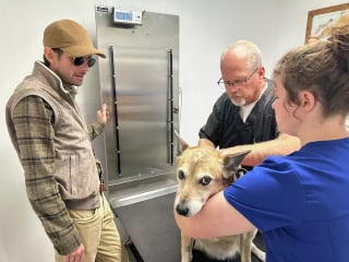 Illustration de l'article : Premier chien à recevoir un pancréas mécanique, Rufus pourrait être un pionnier dans le traitement du diabète canin