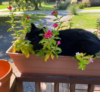 Illustration de l'article : 15 photos de chats, qui sont prêts à tout pour montrer qu’ils sont les chefs