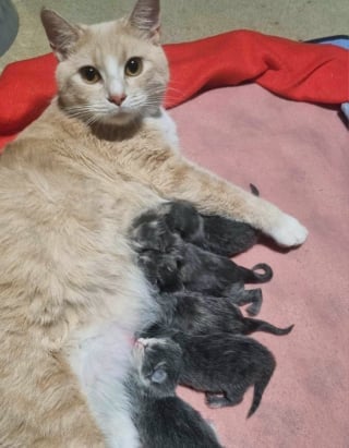 Illustration de l'article : Une chatte qui passait son temps à se cacher dans la rue reçoit l'aide dont elle rêvait et met bas dans un foyer chaleureux