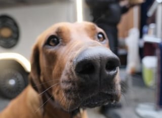 Illustration de l'article : Dès qu’il prend le métro, ce Rhodesian Ridgeback se donne pour mission de répandre la joie et le bonheur parmi les passagers (vidéo)