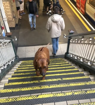 Illustration de l'article : Dès qu’il prend le métro, ce Rhodesian Ridgeback se donne pour mission de répandre la joie et le bonheur parmi les passagers (vidéo)