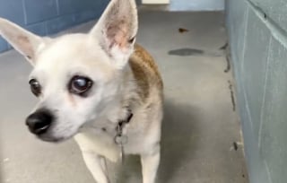 Illustration de l'article : Une jeune femme au cœur d’or choisit d’adopter un Chihuahua abandonné à l’âge de 18 ans pour lui offrir des derniers jours remplis d’amour et de joie (vidéo)