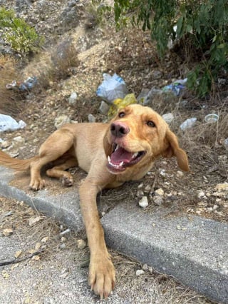 Illustration de l'article : Un vétéran ressent un coup de foudre pour une chienne errante, et lui promet de lui offrir la vie qu'elle mérite