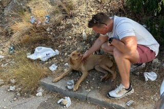 Illustration de l'article : Un vétéran ressent un coup de foudre pour une chienne errante, et lui promet de lui offrir la vie qu'elle mérite