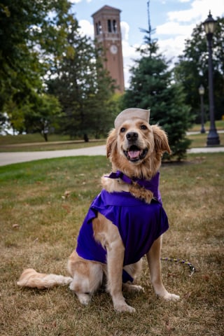 Illustration de l'article : En accompagnant sa maîtresse sur le terrain, ce chien d’assistance est devenu la star de la fanfare universitaire (vidéo)