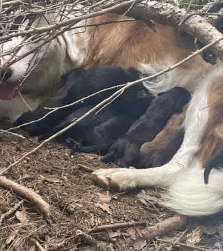 Illustration de l'article : La chanteuse Pink recueille un chien de refuge pendant sa tournée et le met en lumière pour qu’il trouve une famille