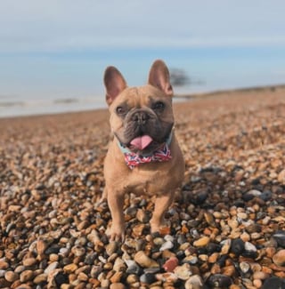 Illustration de l'article : Ce Bouledogue Français lancé sur un parcours d'obstacles décide de le franchir à sa façon et provoque des fous rires (vidéo)