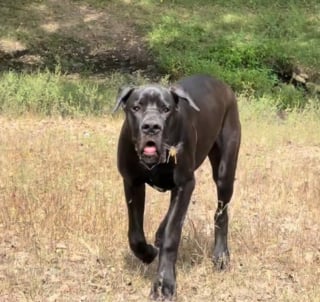 Illustration de l'article : Le meilleur ami de ce Dogue Allemand est un cheval et leur jeu favori consiste à se courir après à tour de rôle (vidéo)