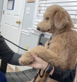 Illustration de l'article : Pour réconforter son Goldendoodle chez le vétérinaire, une jeune femme a trouvé une astuce pleine de tendresse (vidéo)