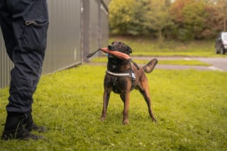 Illustration de l'article : Ancien chien errant devenu policier, il inspire une cagnotte pour offrir un parc de détente aux agents à 4 pattes des forces de l’ordre