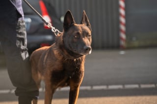 Illustration de l'article : Ancien chien errant devenu policier, il inspire une cagnotte pour offrir un parc de détente aux agents à 4 pattes des forces de l’ordre