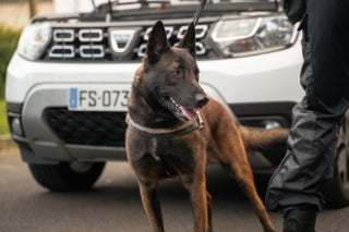 Illustration de l'article : Ancien chien errant devenu policier, il inspire une cagnotte pour offrir un parc de détente aux agents à 4 pattes des forces de l’ordre