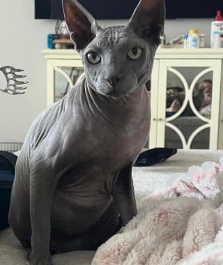 Illustration de l'article : Elle apprend qu’un chat Sphynx a été jeté d’un véhicule et fait le rapprochement avec son félin disparu 