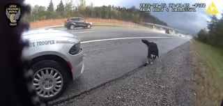 Illustration de l'article : Un chien qui errait dangereusement au bord d'une autoroute est repéré par une policière qui passe immédiatement à l'action (vidéo)