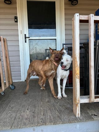 Illustration de l'article : Un ancien chien sauvage a doucement appris à vivre en famille et recherche désormais la sienne 