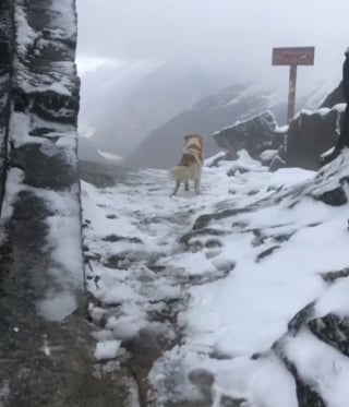 Illustration de l'article : Un randonneur perdu à 5000 mètres d'altitude voit apparaître un chien surgi de nulle part et décide de se fier à sa connaissance de la montagne (vidéo) 