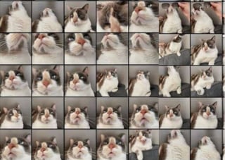 Illustration de l'article : 14 photos prouvant que les chats sont véritablement sans-gêne