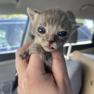 Illustration de l'article : Une femme se consacre corps et âme pour sauver un chaton fragile avec un retard de croissance  