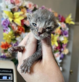 Illustration de l'article : Une femme se consacre corps et âme pour sauver un chaton fragile avec un retard de croissance  