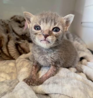 Illustration de l'article : Une femme se consacre corps et âme pour sauver un chaton fragile avec un retard de croissance  