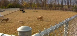 Illustration de l'article : Un adolescent amoureux des chiens s'investit corps et âme dans la création du premier parc canin de sa commune