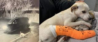 Illustration de l'article : Un chien abandonné sur le parking d'une clinique vétérinaire avec une patte cassée reçoit les soins et l'attention dont il a désespérément besoin