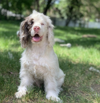 Illustration de l'article : Une chienne sourde et aveugle aide sa propriétaire à sauver un lapin piégé dans du grillage (vidéo)